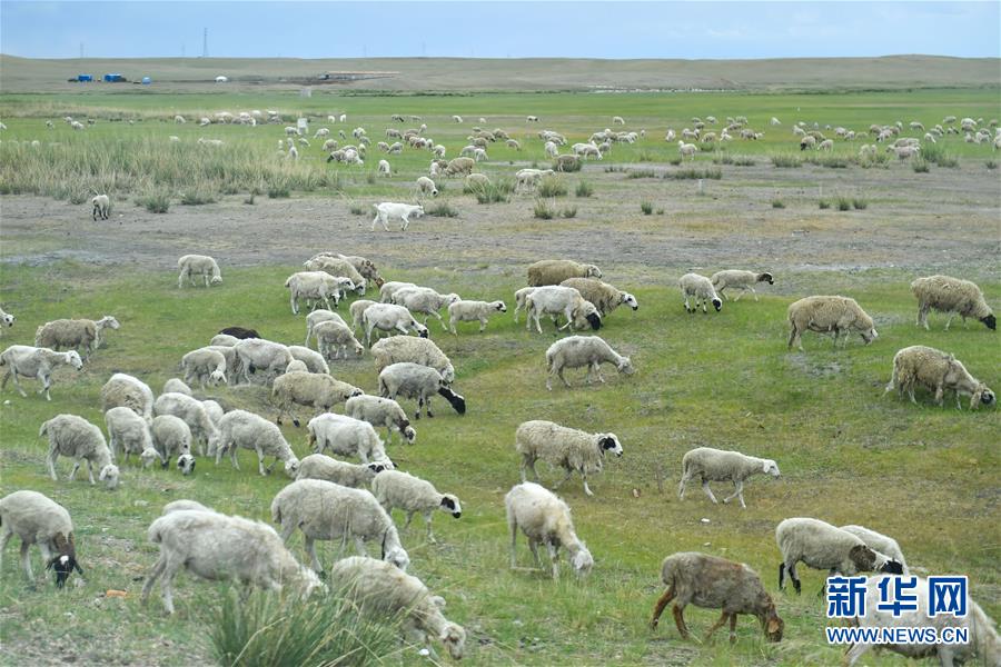 （走向我們的小康生活&middot;圖文互動）（1）草原有了網(wǎng)，手機能放羊&mdash;&mdash;看呼倫貝爾大草原牧民生活變了樣 