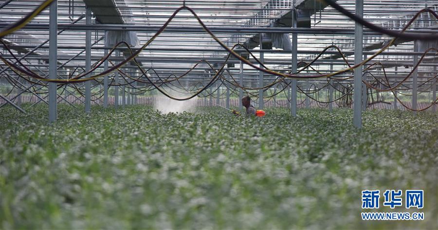 (決戰(zhàn)決勝脫貧攻堅(jiān)·圖文互動(dòng))(3)“小土豆” 漸成增收大產(chǎn)業(yè)