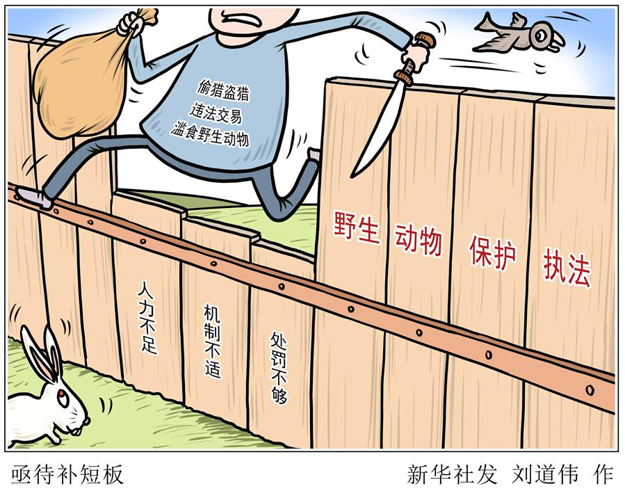 （圖表&middot;漫畫）［新華調(diào)查&middot;聚焦野生動(dòng)物保護(hù)］亟待補(bǔ)短板