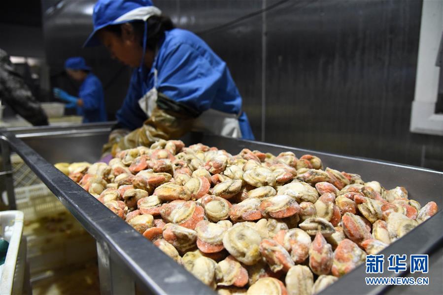 (走向我們的小康生活·圖文互動(dòng))(1)長島漁民的扇貝喜事:從請(qǐng)客求人買到供不應(yīng)求