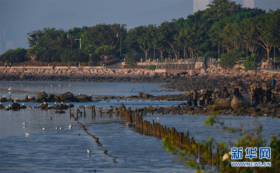(新華全媒頭條·圖文互動(dòng))(11)鯤鵬展翅九萬(wàn)里——深圳奮力跑好建設(shè)中國(guó)特色社會(huì)主義先行示范區(qū)“第一程”