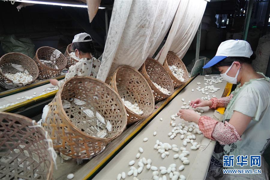 （走向我們的小康生活&middot;圖文互動）（1）綠了青山，紅了日子&mdash;&mdash;秦巴山區(qū)群眾繪出小康&ldquo;調(diào)色板&rdquo;