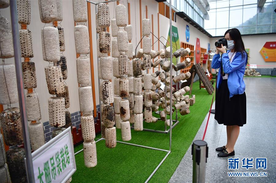 （走向我們的小康生活&middot;圖文互動）（6）綠了青山，紅了日子&mdash;&mdash;秦巴山區(qū)群眾繪出小康&ldquo;調(diào)色板&rdquo;