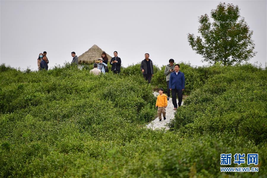 （走向我們的小康生活&middot;圖文互動）（7）綠了青山，紅了日子&mdash;&mdash;秦巴山區(qū)群眾繪出小康&ldquo;調(diào)色板&rdquo;