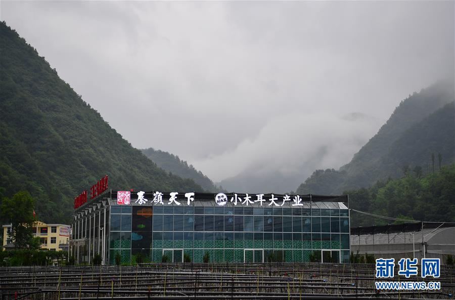 (新華全媒頭條·走向我們的小康生活·圖文互動(dòng))(3)蹚出綠色小康路——陜南秦巴山區(qū)的脫貧答卷