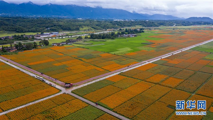 （圖文互動）（1）幸?；ㄩ_&mdash;&mdash;高黎貢山下&ldquo;萬畝花海&rdquo;帶富美麗鄉(xiāng)村