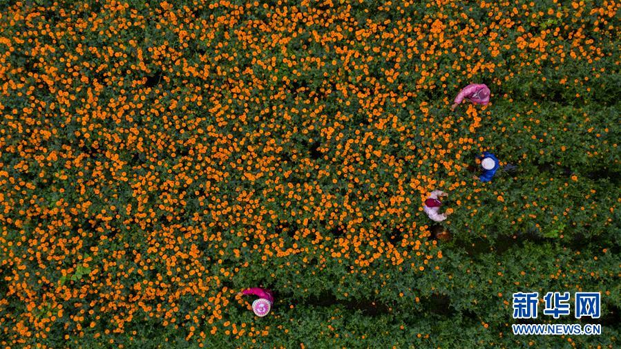 （圖文互動）（2）幸?；ㄩ_&mdash;&mdash;高黎貢山下&ldquo;萬畝花海&rdquo;帶富美麗鄉(xiāng)村