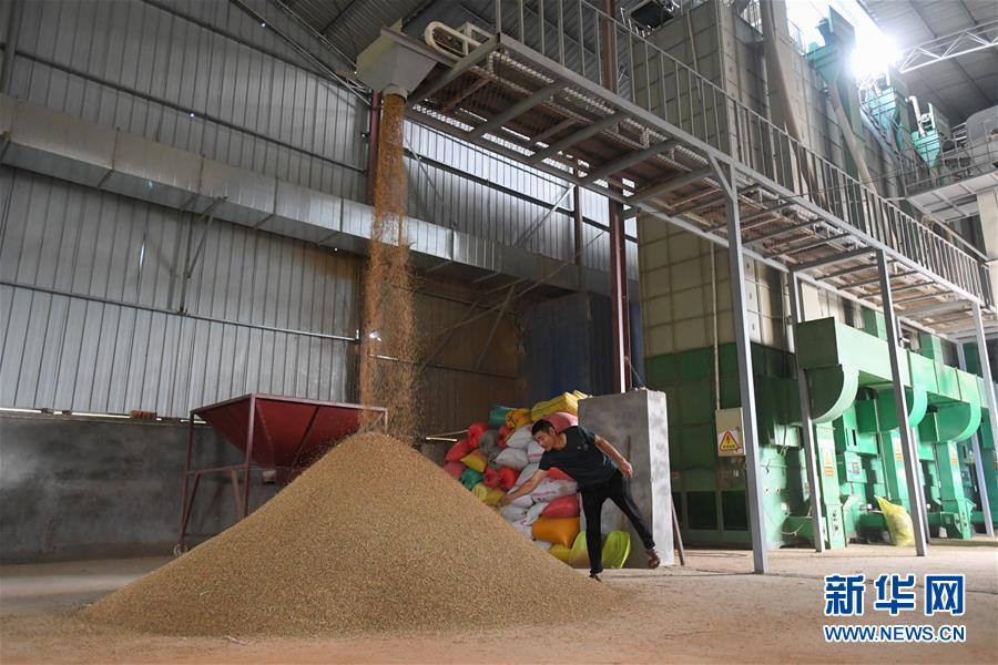 （新華視點(diǎn)&middot;聚焦餐桌外的浪費(fèi)&middot;圖文互動(dòng)）（1）農(nóng)戶儲(chǔ)糧損失達(dá)8%！設(shè)施普遍簡(jiǎn)陋，蟲害霉變堪憂