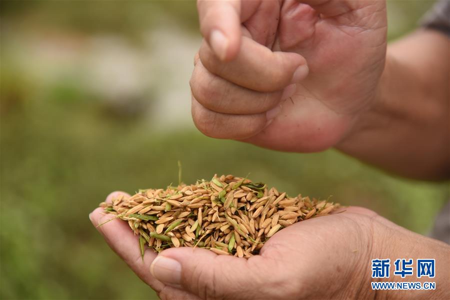 （經(jīng)濟(jì)）（4）廣東江門海水稻迎來(lái)收獲季