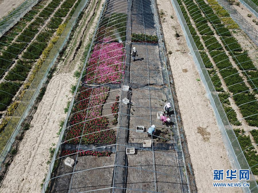 （新華全媒頭條&middot;走向我們的小康生活&middot;圖文互動）（1）&ldquo;苦甲&rdquo;不再，&ldquo;甘味&rdquo;綿長&mdash;&mdash;脫貧攻堅的甘肅味道