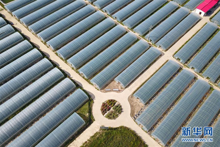 （新華全媒頭條&middot;走向我們的小康生活&middot;圖文互動）（11）&ldquo;苦甲&rdquo;不再，&ldquo;甘味&rdquo;綿長&mdash;&mdash;脫貧攻堅的甘肅味道