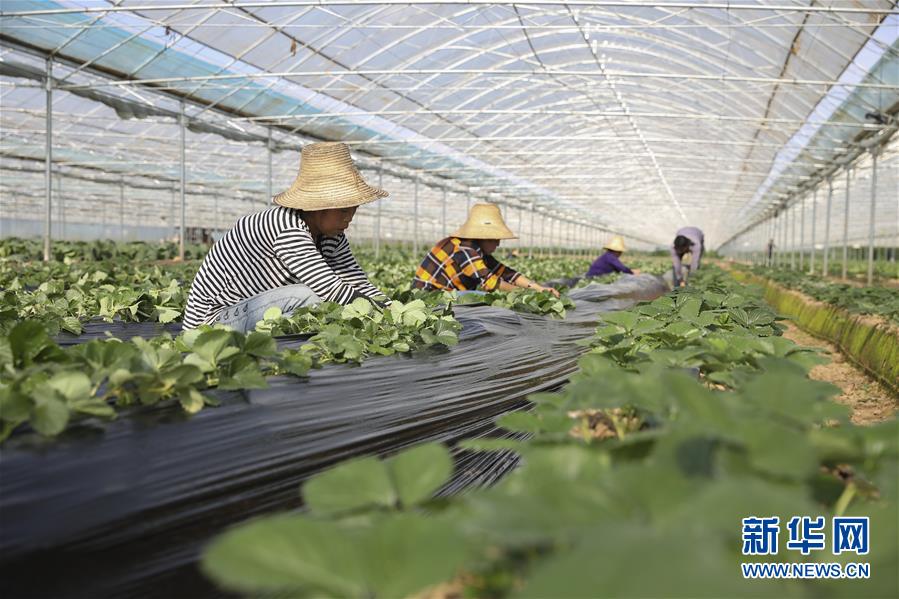 （新華全媒頭條&middot;決戰(zhàn)決勝脫貧攻堅&middot;督戰(zhàn)未摘帽貧困縣&middot;圖文互動）（12）不獲全勝，決不收兵&mdash;&mdash;全國52個掛牌督戰(zhàn)貧困縣脫貧攻堅紀實