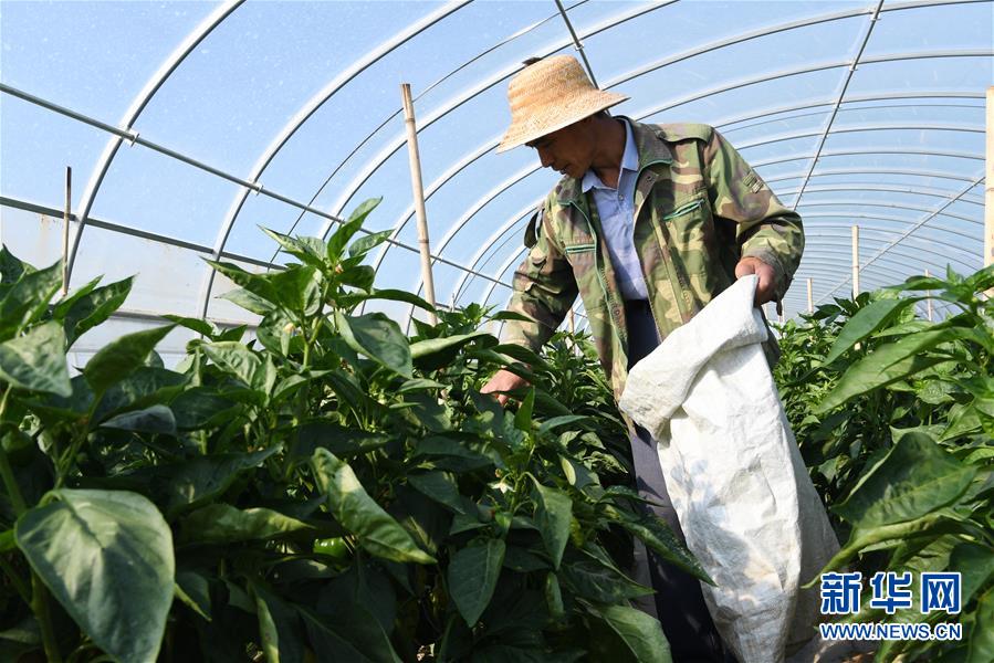 (走向我們的小康生活·圖文互動)(2)“荒涼”土地掘金記——甘肅旱作農(nóng)業(yè)發(fā)展“變奏曲”