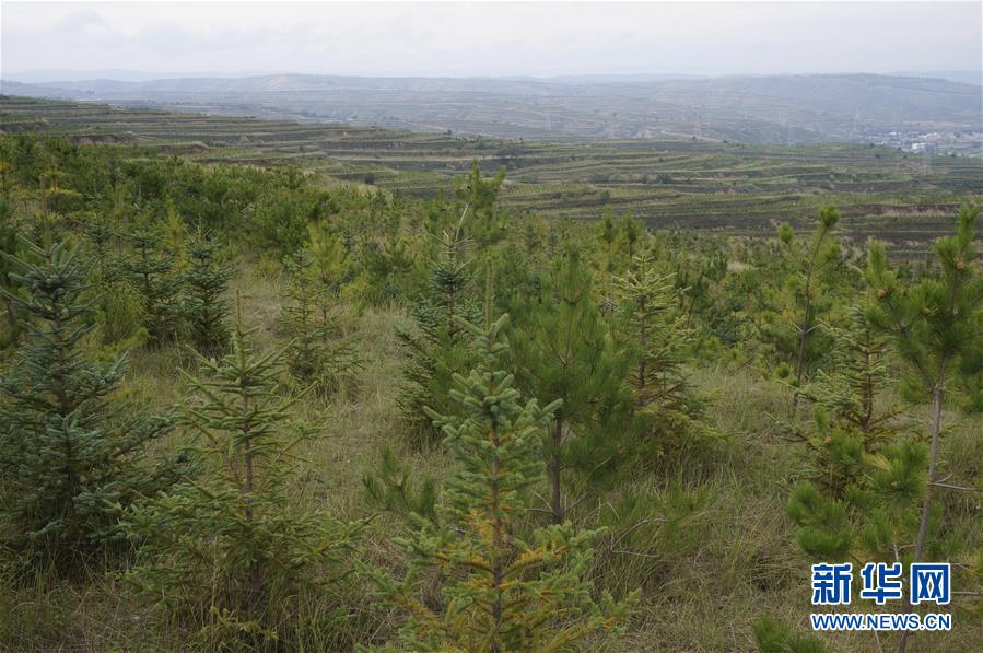 （決戰(zhàn)決勝脫貧攻堅&middot;圖文互動）（1）甘肅定西黃土高坡上，有片&ldquo;福州林&rdquo;