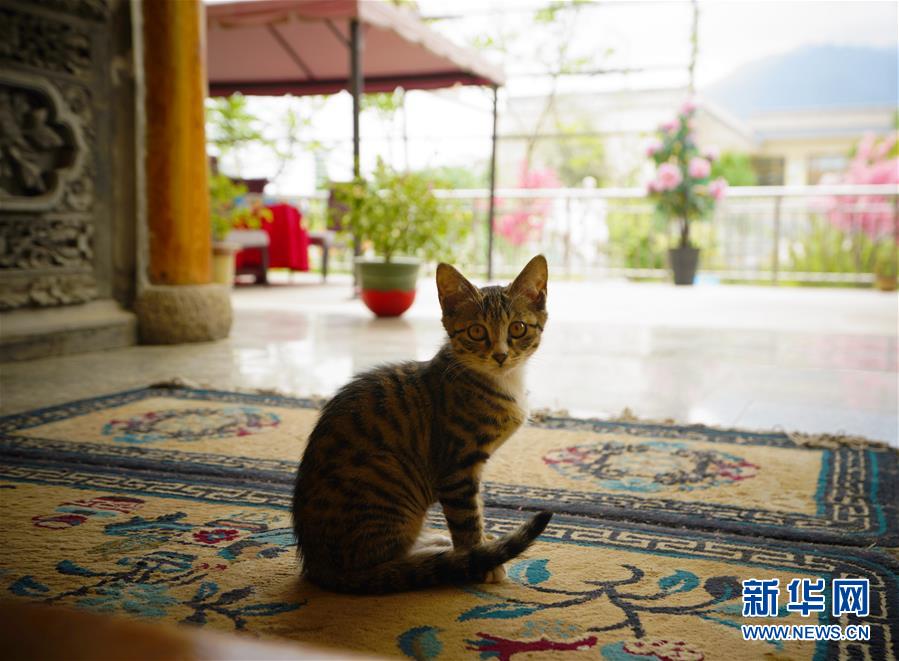 （走向我們的小康生活&middot;決戰(zhàn)決勝脫貧攻堅&middot;圖文互動）（3）甘青交界處的跨越&mdash;&mdash;保安族、撒拉族的脫貧故事