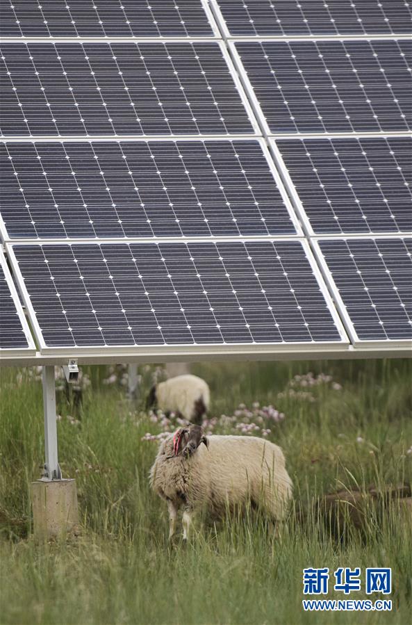 （新華全媒頭條&middot;走向我們的小康生活&middot;決戰(zhàn)決勝脫貧攻堅(jiān)&middot;圖文互動）（5）高原上綻放的光芒&mdash;&mdash;來自青海攻克深度貧困堡壘的故事