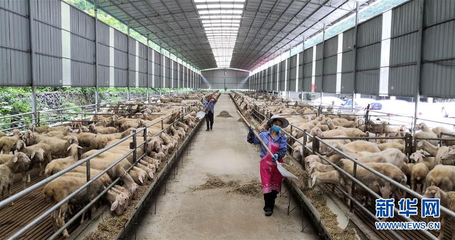 （決戰(zhàn)決勝脫貧攻堅&middot;圖文互動）（5）同飲一江水 攜手&ldquo;斬窮根&rdquo;&mdash;&mdash;深圳對口廣西河池、百色扶貧協(xié)作見聞