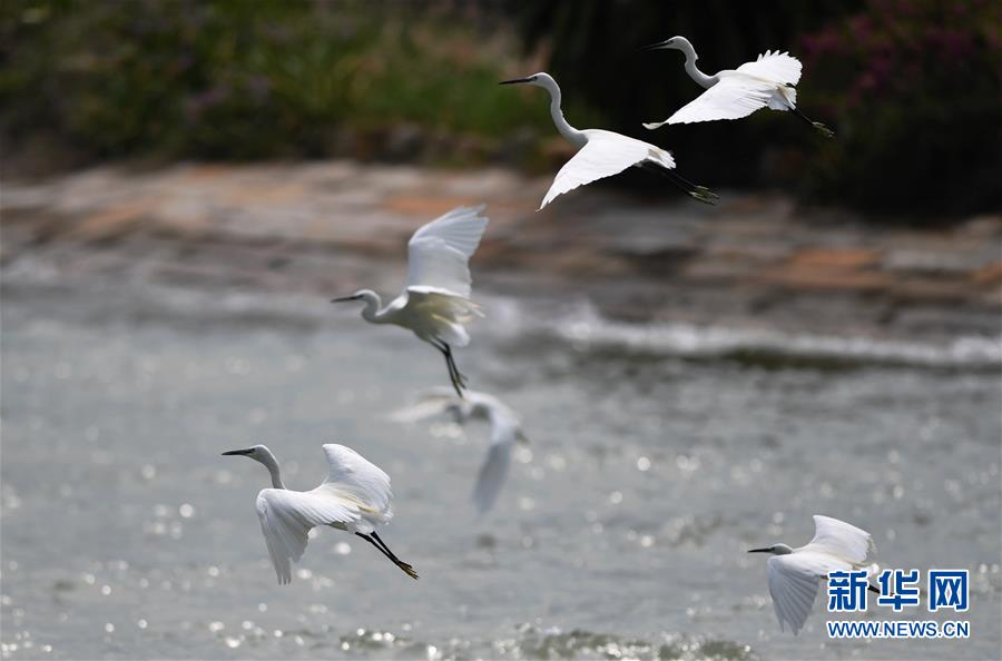 （特區(qū)40年?圖文互動）（4）廈庇五洲客 門納萬頃濤&mdash;&mdash;廈門經(jīng)濟特區(qū)40年發(fā)展紀實