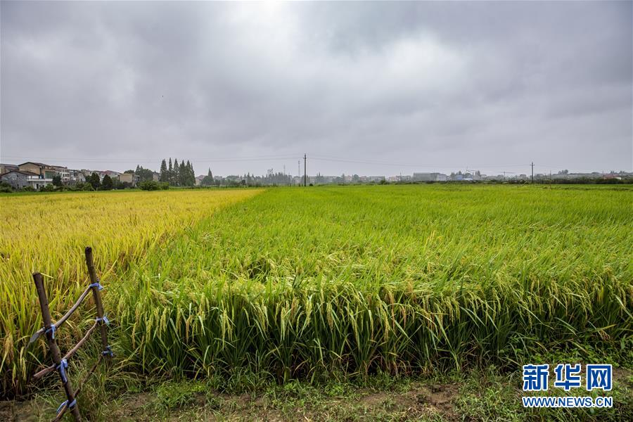(中國農(nóng)民豐收節(jié)·圖文互動(dòng))(2)“洞庭米王”豐收心曲:粒粒辛苦方有“一粥一飯”