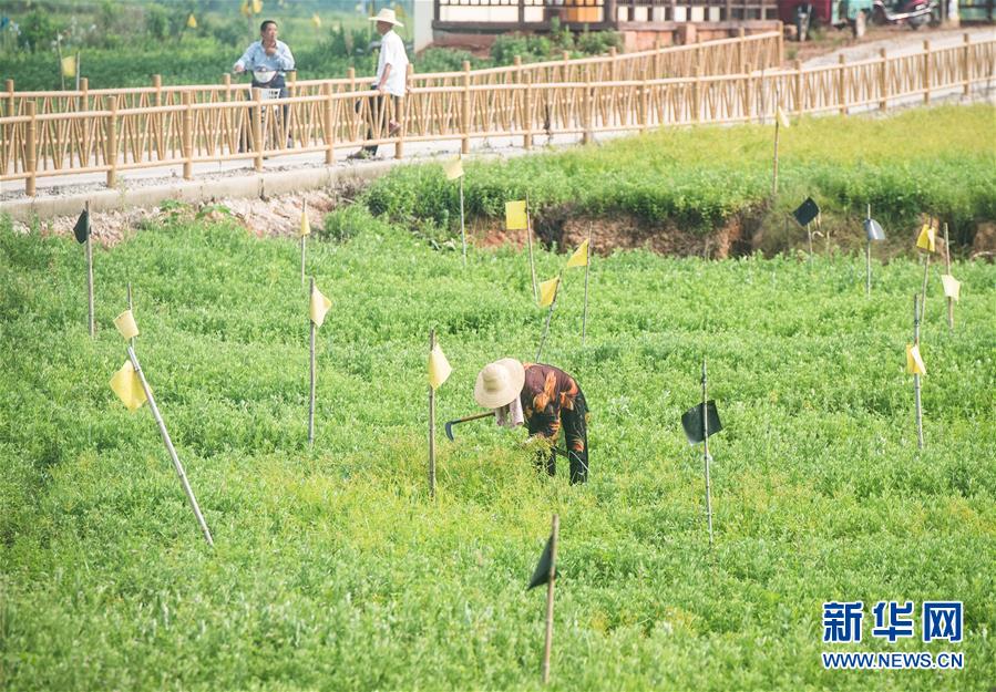 （新華全媒頭條&middot;走向我們的小康生活&middot;圖文互動）（9）特殊之年，荊楚大地書寫不平凡的答卷