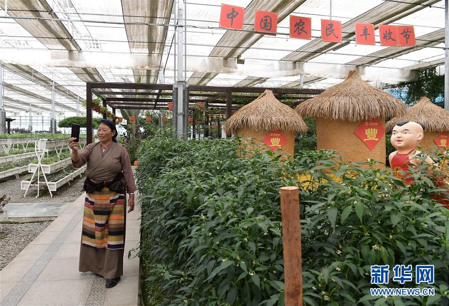（走向我們的小康生活&middot;決戰(zhàn)決勝脫貧攻堅(jiān)&middot;圖文互動(dòng)）（3）高原喜見&ldquo;壽光綠&rdquo;&mdash;&mdash;&ldquo;世界屋脊&rdquo;上的蔬菜發(fā)展奇跡