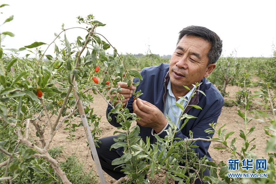（全面建成小康社會(huì)&ldquo;百城千縣萬(wàn)村調(diào)研行&rdquo;&middot;圖文互動(dòng)）（1）寧夏華寺村：做活&ldquo;土&rdquo;文章 村民享小康