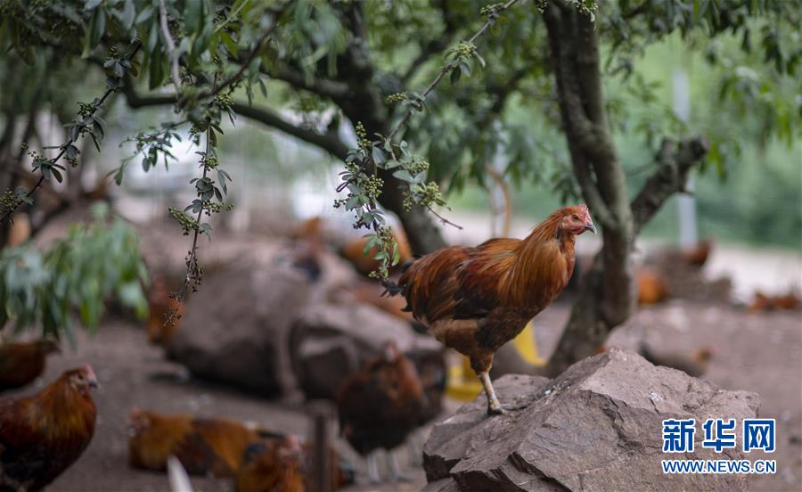 （新華全媒頭條&middot;走向我們的小康生活&middot;決戰(zhàn)決勝脫貧攻堅(jiān)&middot;圖文互動(dòng)）（5）昭通之變&mdash;&mdash;全國貧困人口最多的地級(jí)市跨越記