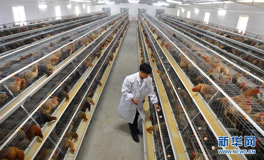 (新華全媒頭條·圖文互動(dòng))(10)決戰(zhàn)千山萬弄間——廣西“極貧角落”最后攻堅(jiān)記