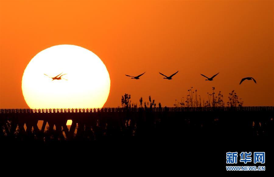 (新華全媒頭條·圖文互動)(5)從“四亂”突出到生態(tài)修復(fù) 黃河漸成中原“綠飄帶”