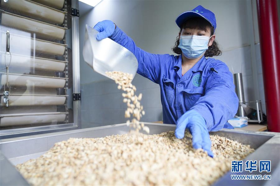 (決戰(zhàn)決勝脫貧攻堅(jiān)·圖文互動(dòng))(2)重慶三峽庫區(qū)從“中華藥庫”里探尋脫貧致富“良方”