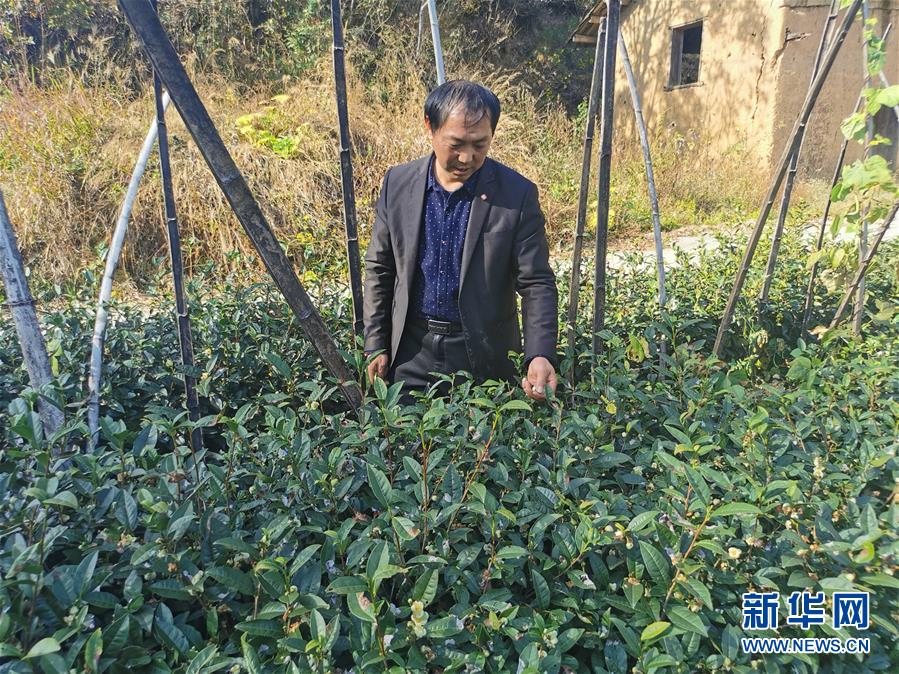 (決戰(zhàn)決勝脫貧攻堅·圖文互動)(2)咬定“茶”山不放松——安徽大別山區(qū)石佛村依靠茶產業(yè)脫貧致富見聞