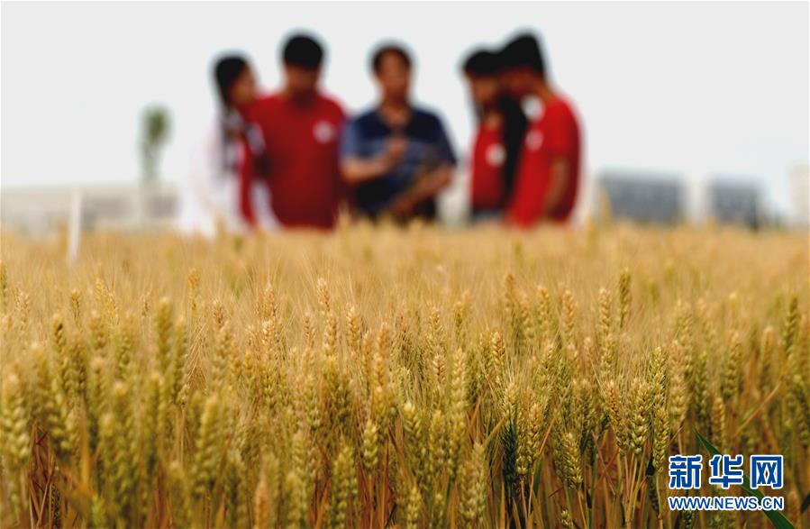 (在習(xí)近平新時(shí)代中國(guó)特色社會(huì)主義思想指引下——新時(shí)代新作為新篇章·總書(shū)記關(guān)心的百姓身邊事·圖文互動(dòng))(2)“農(nóng)”字頭照樣“大”作為——豐收時(shí)節(jié)看涉農(nóng)高校人才在希望的田野