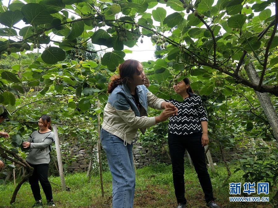 （新華全媒頭條&middot;圖文互動(dòng)）（10）初夏，循著總書記的腳步探訪產(chǎn)業(yè)扶貧新事