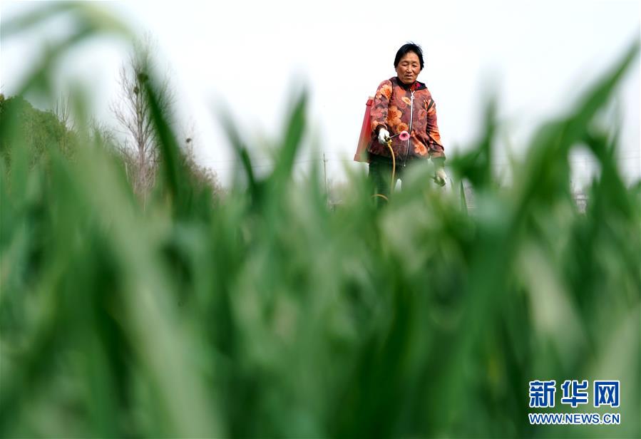 （在習(xí)近平新時(shí)代中國特色社會主義思想指引下&mdash;&mdash;新時(shí)代新作為新篇章&middot;習(xí)近平總書記關(guān)切事&middot;圖文互動）（4）食為政首&mdash;&mdash;穩(wěn)住農(nóng)業(yè)基本盤增添發(fā)展底氣