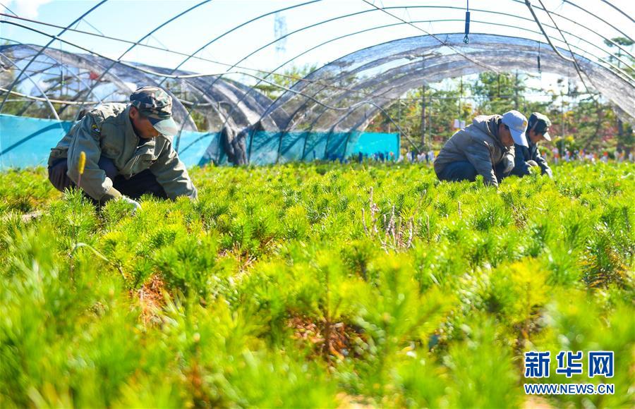 （在習近平新時代中國特色社會主義思想指引下&mdash;&mdash;新時代新作為新篇章&middot;習近平總書記關切事&middot;圖文互動）（8）綠意，在黃沙中鋪展&mdash;&mdash;我國防沙治沙紀實