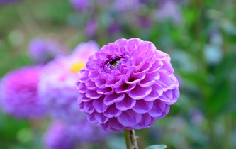 宛如童話世界！昆明撈魚(yú)河濕地公園8萬(wàn)株大麗花綻放