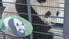 &ldquo;闖關東&rdquo;大熊貓返鄉(xiāng)并計劃&ldquo;生娃&rdquo;