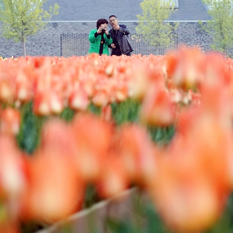 AI帶你看懂這&ldquo;花花世界&rdquo;