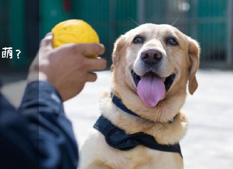 為了&ldquo;破冰&rdquo;，它們英勇無畏！