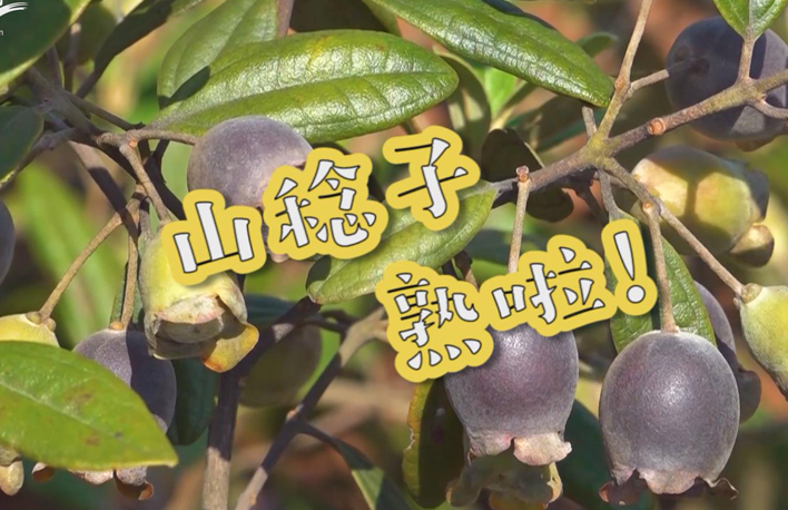 走向我們的小康生活丨山稔子熟啦！