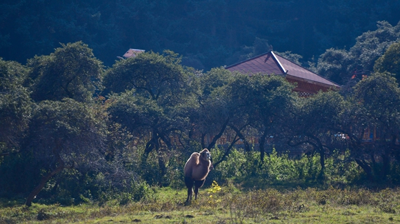 青?？?yáng)村：&ldquo;光棍村&rdquo;的華麗轉(zhuǎn)身