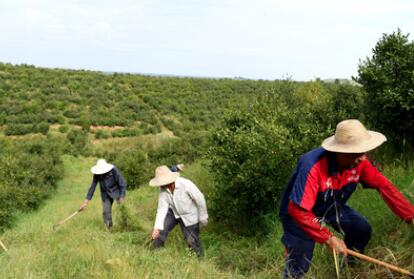 &ldquo;一畝油茶百斤油，又娶媳婦又蓋樓&rdquo;&mdash;&mdash;河南光山走上生態(tài)富民路