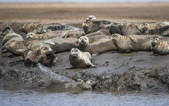 斑海豹洄游棲息遼河入?？? />  
<div>斑海豹洄游棲息遼河入?？?/div>
</a> 
</div>
<div   id=