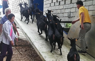 華能?？陔姀S：脫貧攻堅齊心力 貧困鄉(xiāng)村煥新顏