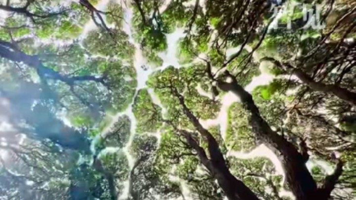 樹木為何會相互“禮讓”？