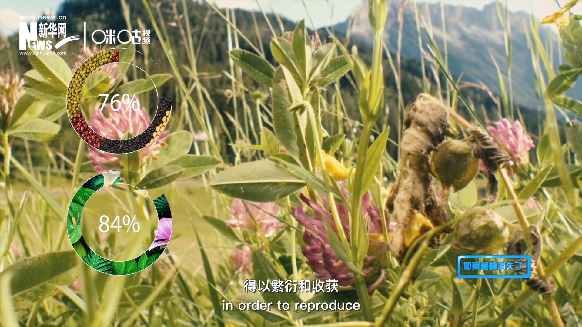 世界上百分之七十六的糧食作物和百分之八十四的植物，通過(guò)蜜蜂傳授花粉得以繁衍和收獲