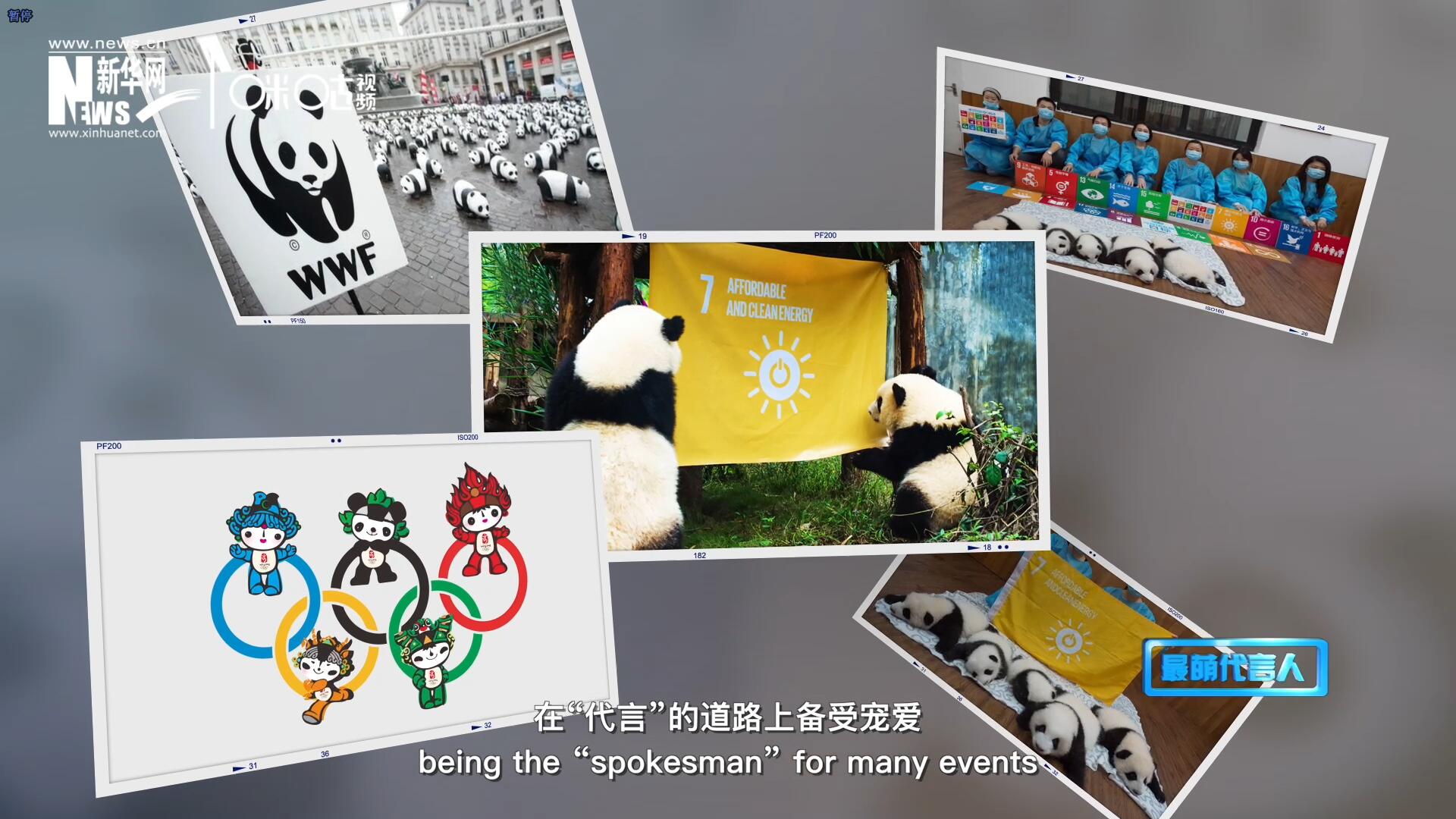 大熊貓?jiān)谑澜绺鞯厝Ψ蹮o數(shù)，在&ldquo;代言&rdquo;的道路上備受寵愛。