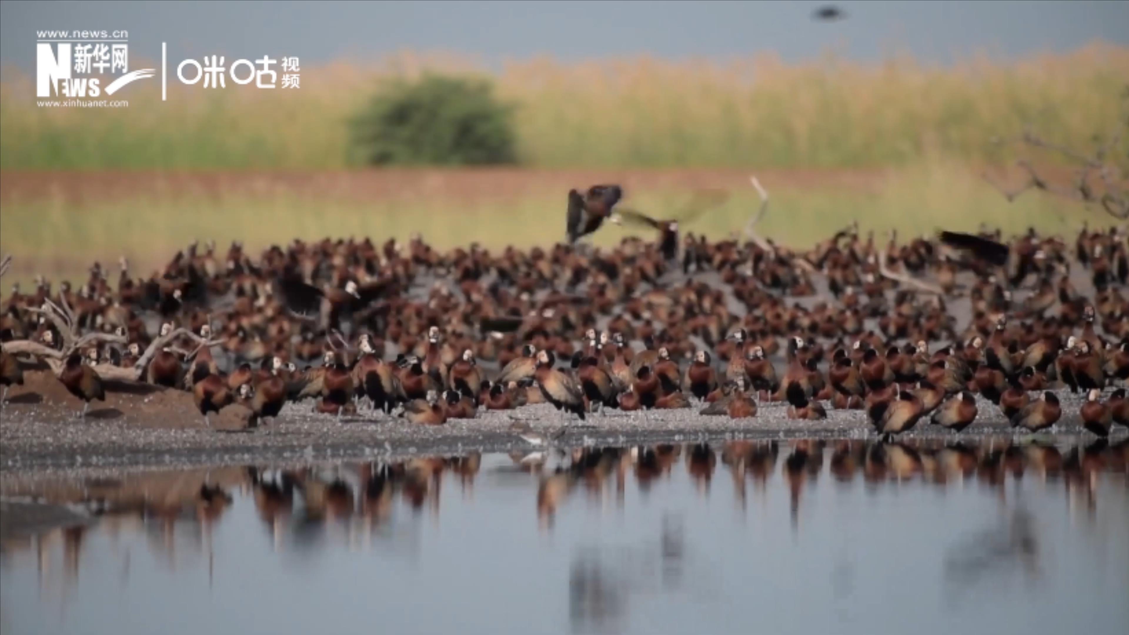 候鳥將人類、生態(tài)系統(tǒng)和世界各國連在一起