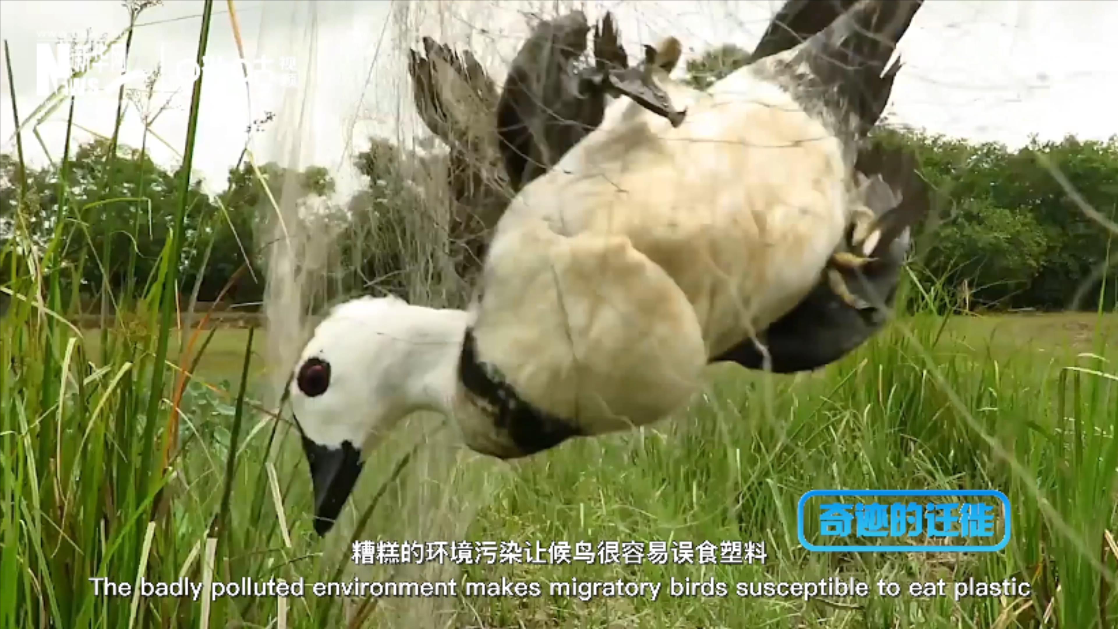 棲息地減少、環(huán)境污染、捕殺正威脅著候鳥的生存