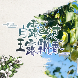 白露已過(guò)，玉露飄香